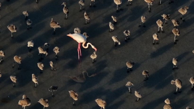 Flamingo cennetinde 5 yılın rekoru kırıldı: Kuraklıktan kurtulunca binlerce yavruya yuva oldu - Fotoğraf: 2