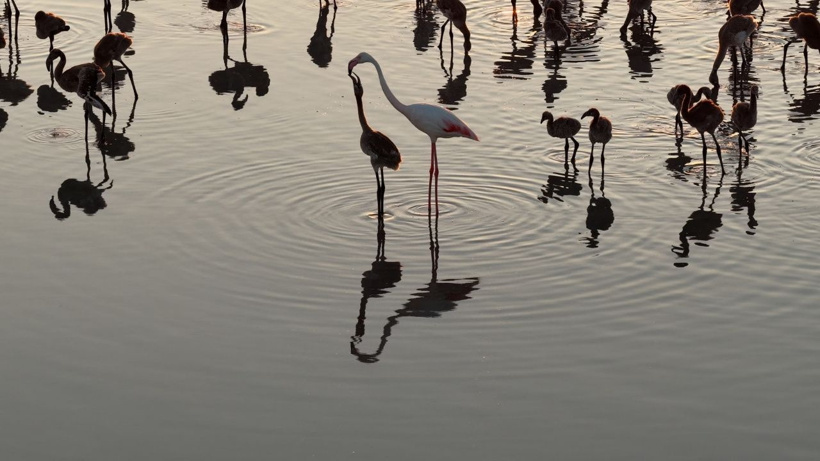 Flamingo cennetinde 5 yılın rekoru kırıldı: Kuraklıktan kurtulunca binlerce yavruya yuva oldu - Fotoğraf: 15