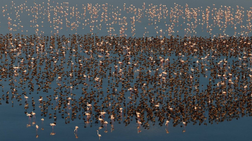 Flamingo cennetinde 5 yılın rekoru kırıldı: Kuraklıktan kurtulunca binlerce yavruya yuva oldu - Fotoğraf: 14