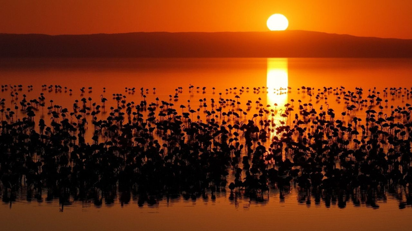 Flamingo cennetinde 5 yılın rekoru kırıldı: Kuraklıktan kurtulunca binlerce yavruya yuva oldu - Fotoğraf: 11
