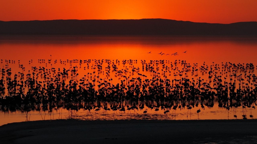 Flamingo cennetinde 5 yılın rekoru kırıldı: Kuraklıktan kurtulunca binlerce yavruya yuva oldu - Fotoğraf: 9