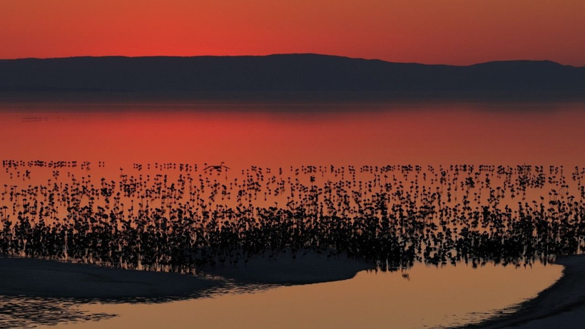Flamingo cennetinde 5 yılın rekoru kırıldı: Kuraklıktan kurtulunca binlerce yavruya yuva oldu - Fotoğraf: 7