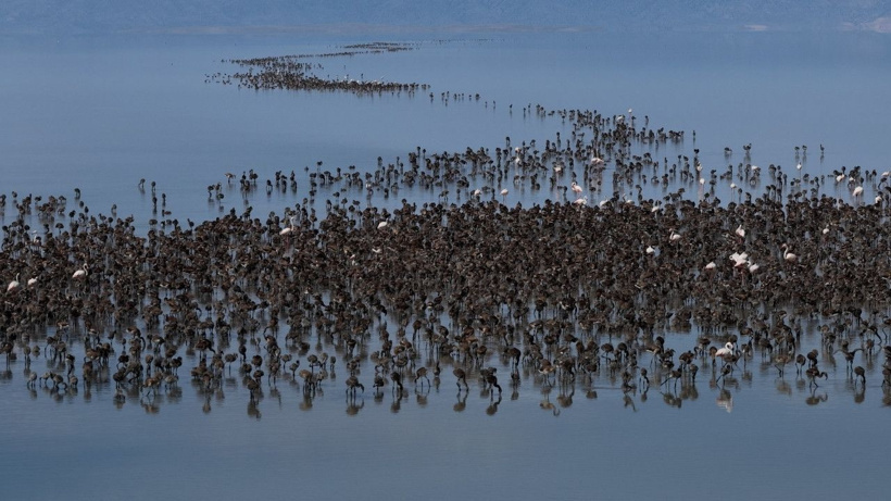 Flamingo cennetinde 5 yılın rekoru kırıldı: Kuraklıktan kurtulunca binlerce yavruya yuva oldu - Fotoğraf: 8