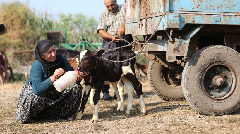 Yüz binde bir görülen mucize Adana'da yaşandı: 40 yıllık besici bile gözlerine inanamadı - Fotoğraf: 4