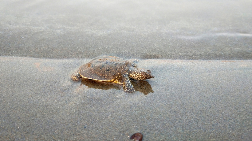 Akdeniz'in dev kaplumbağaları yok oluyor: Turistler caretta sanıp kahvaltılıkla besliyor
