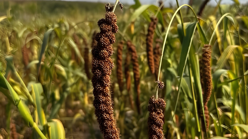 Çin tekelini bitirmeye geldiler: Türkiye'de ilk kez ektiler, kilolarca ürünü dövizle sattılar