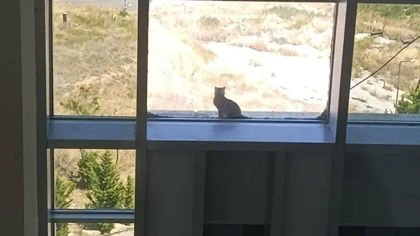 16 metre yüksekte yürek ısıtan kedi kurtarma operasyonu