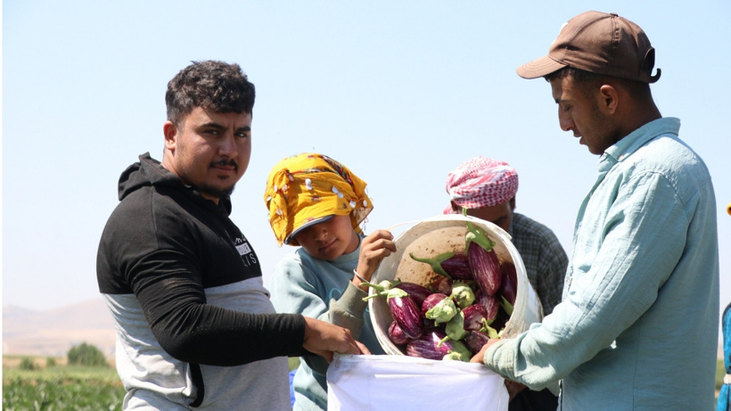 Tescilli lezzetin hasadı başladı: Göz alıcı rengiyle kurusundan reçeline 50 çeşit ürüne dönüşüyor