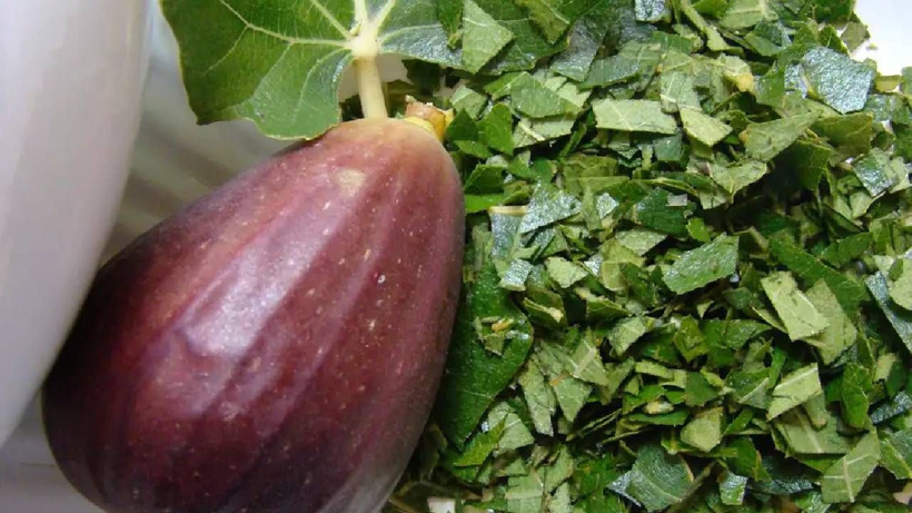 Büyükannelerimizin ilacı, bizim unuttuğumuz hazine - Fotoğraf: 5