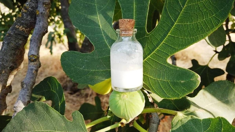 Büyükannelerimizin ilacı, bizim unuttuğumuz hazine - Fotoğraf: 8