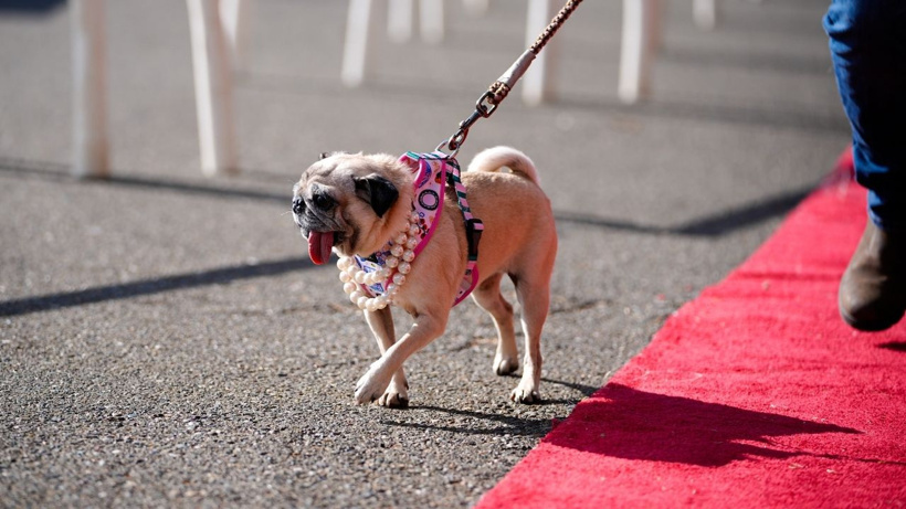 Dünyanın en çirkin köpeği seçildi: Dondurucu soğukta ölüme terk edilmişti - Fotoğraf: 5
