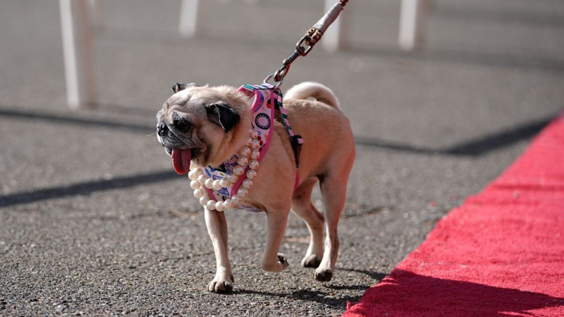 Dünyanın en çirkin köpeği seçildi: Dondurucu soğukta ölüme terk edilmişti - Fotoğraf: 4
