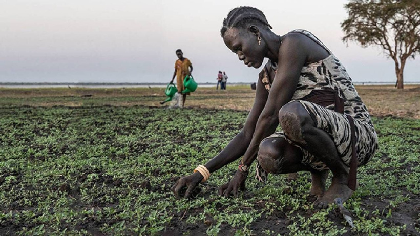 Afrika’nın yeni altını topraktan fışkırıyor: Tek bir ürünle dünya pazarını ele geçirdi! - Fotoğraf: 5