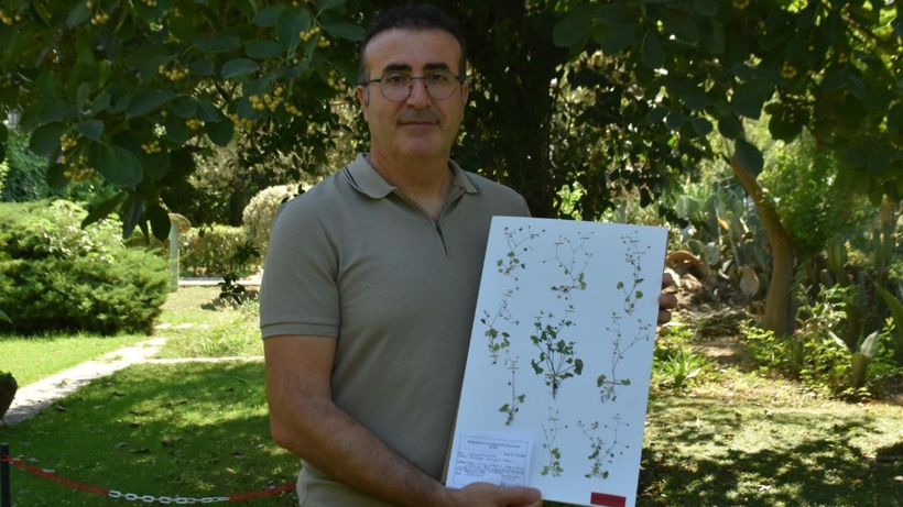 Sadece Türkiye'de yetişiyor: Karanlıkta parlayan çiçeği maden ocakları yok edecek - Fotoğraf: 3