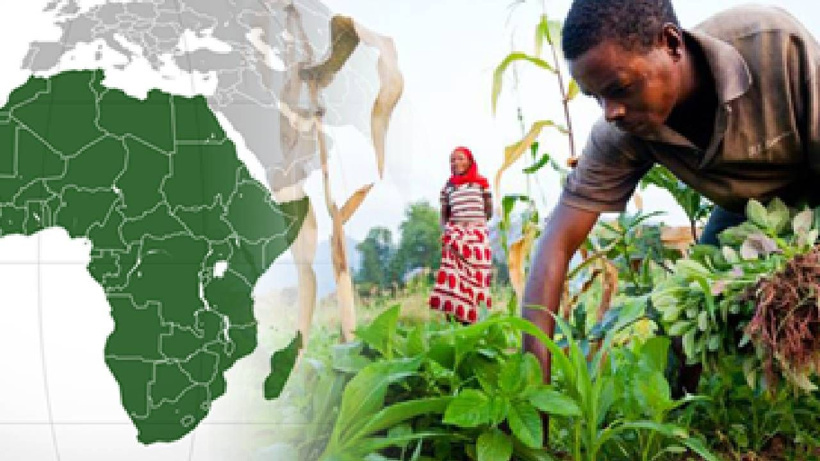 Afrika’nın yeni altını topraktan fışkırıyor: Tek bir ürünle dünya pazarını ele geçirdi! - Fotoğraf: 8