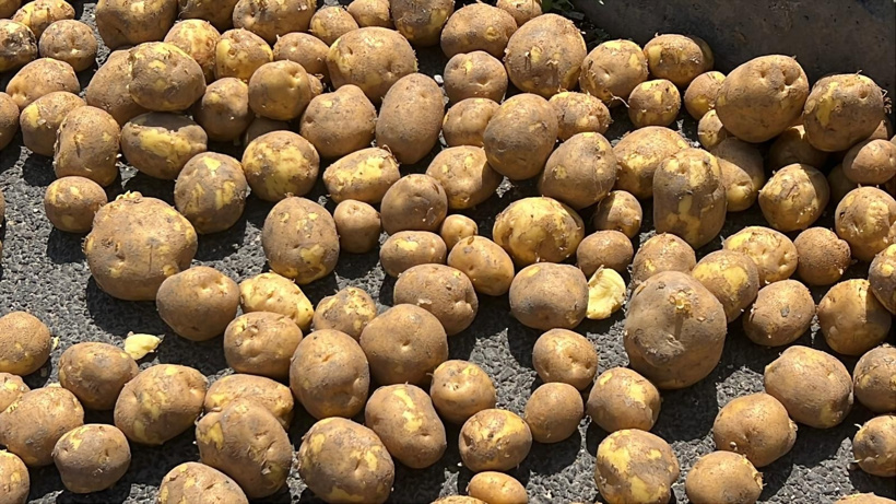 Yol patates tarlasına döndü! TIR’dan 1 ton patates döküldü - Fotoğraf: 6