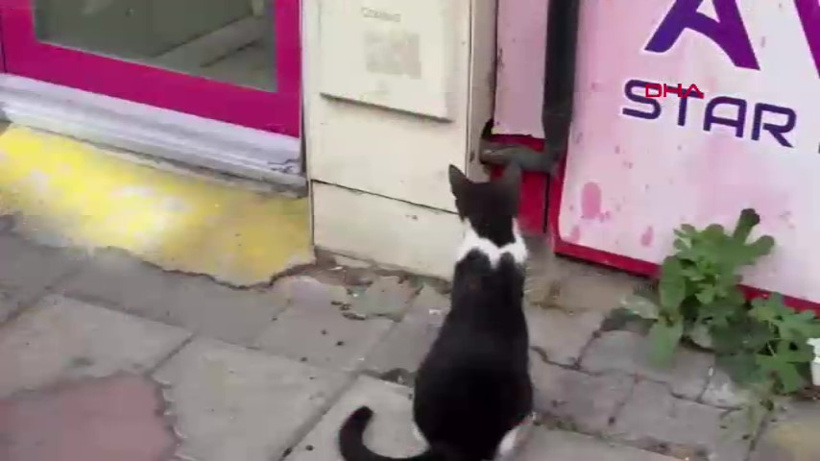Yılan mahalleyi ayağa kaldırdı: Meraklı kedi dakikalarca izledi - Resim : 1