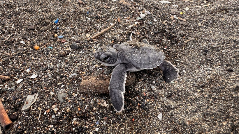 Yumurtadan çıkan denizle buluşuyor: 14 kilometrelik kumsalda nöbet başladı - Fotoğraf: 15