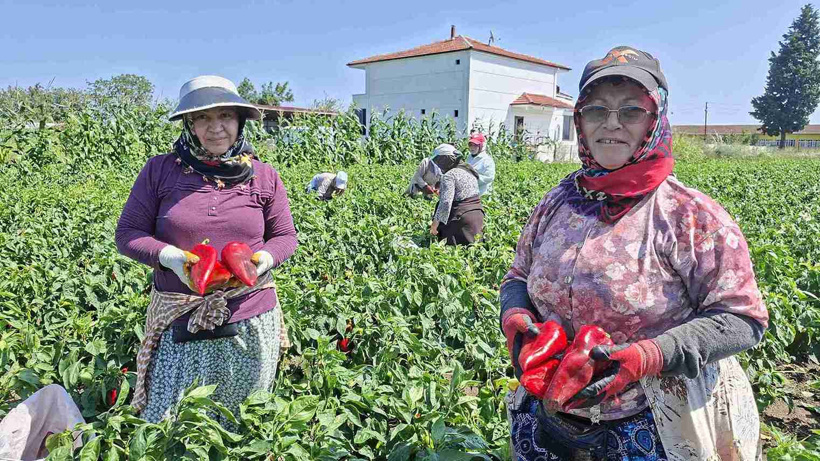 Tarlada kilosu 30 liradan satılıyor: Türkiye'nin dört bir yanına gönderiliyor - Fotoğraf: 3