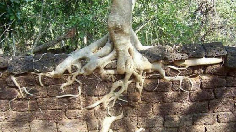 Bahçenize sakın dikmeyin! Meyvesi şifa ama kökü evi yıkmaya geliyor! - Fotoğraf: 3
