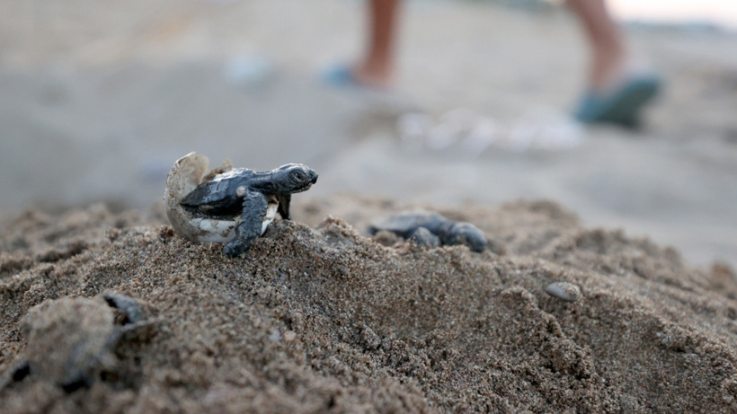 Akdeniz'de umut dolu rekor: 40 bini aşkın caretta caretta denize ulaştı - Fotoğraf: 2