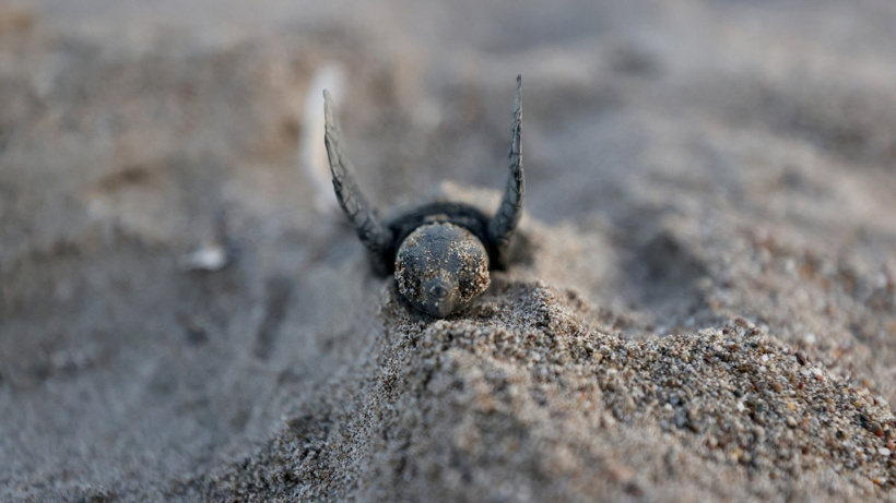 Akdeniz'de umut dolu rekor: 40 bini aşkın caretta caretta denize ulaştı - Fotoğraf: 4