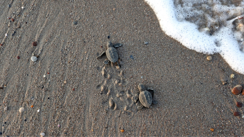 Akdeniz'de umut dolu rekor: 40 bini aşkın caretta caretta denize ulaştı - Fotoğraf: 5