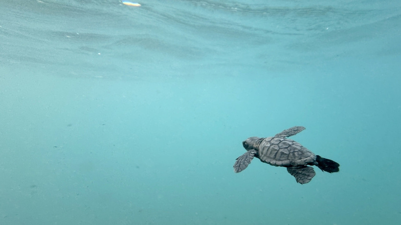 Akdeniz'de umut dolu rekor: 40 bini aşkın caretta caretta denize ulaştı - Fotoğraf: 8