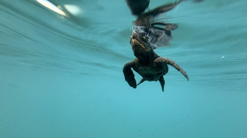 Akdeniz'de umut dolu rekor: 40 bini aşkın caretta caretta denize ulaştı - Fotoğraf: 6