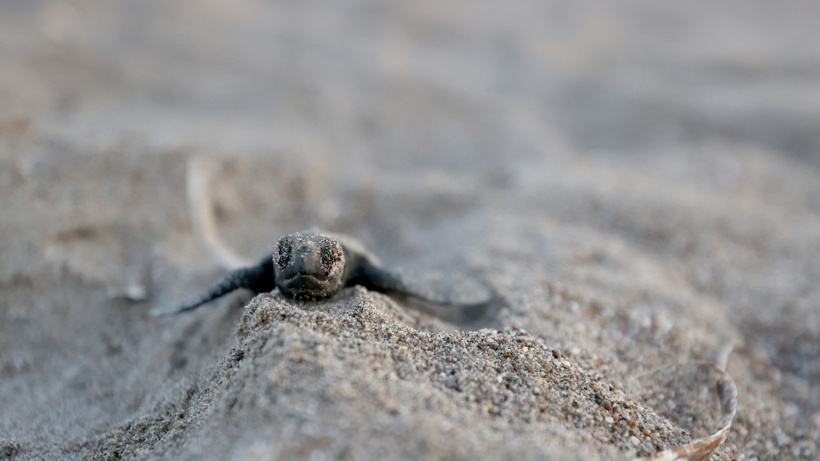 Akdeniz'de umut dolu rekor: 40 bini aşkın caretta caretta denize ulaştı - Fotoğraf: 3