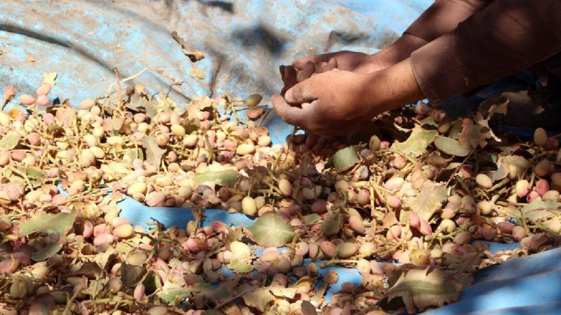 Popüler lezzetin karanlık yüzü: Bir kilonun bedeli 7.600 litre su! - Fotoğraf: 3