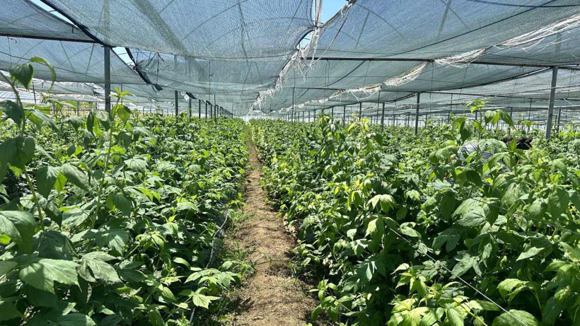 Günlük toplanıp anında tedarikçilere veriliyor: Dekar başına 2 ton alınıyor!