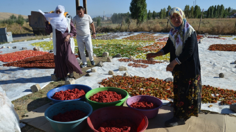 İpe dizerek güneşte kurutuyorlar yol kenarında satıyorlar! Avrupa'ya bile gidiyor