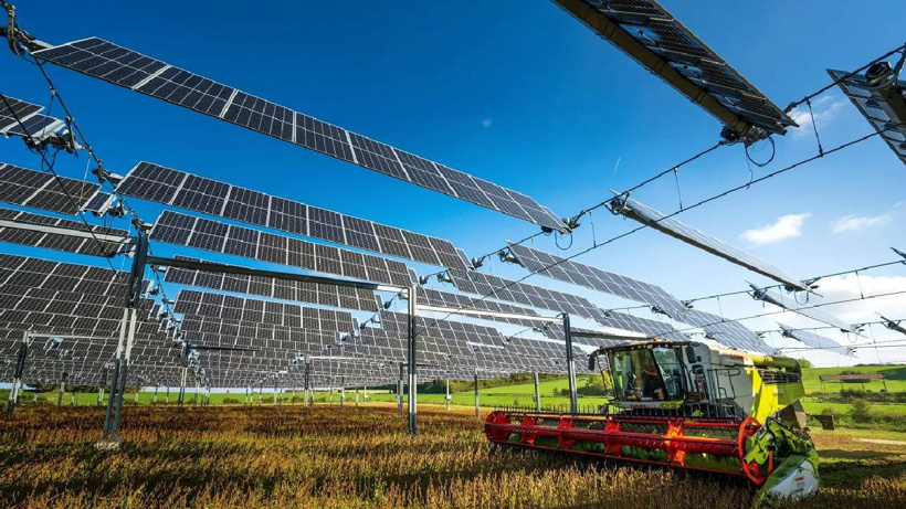 Elektrik için kurup tarlanın üstünü kapattılar: Hasat rekoru kırdılar! - Fotoğraf: 2