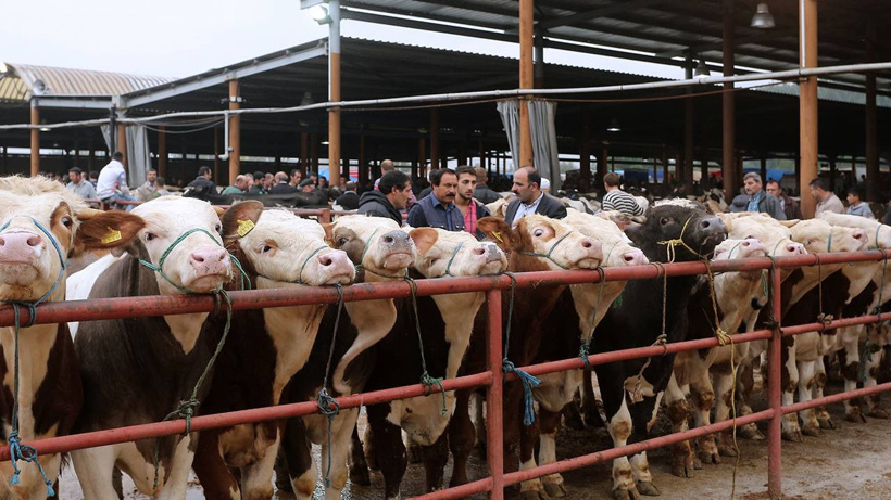 Şap hastalığı et krizini kapıya getirdi! Sağılan inek sayısı azaldı