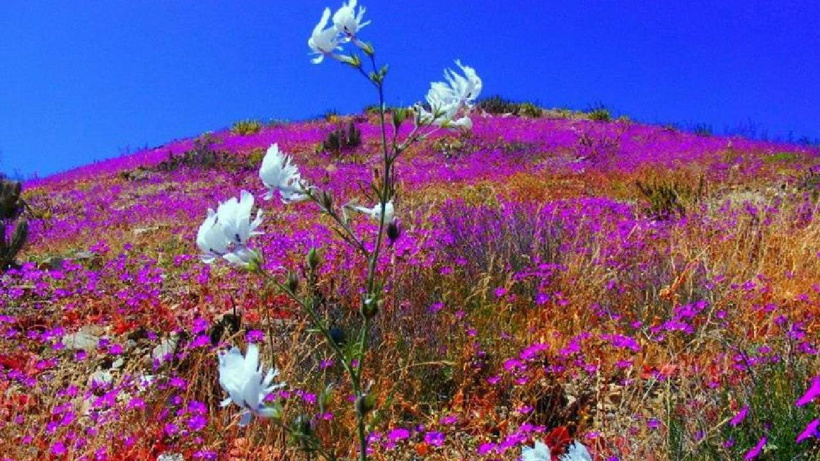 Dünyanın en kurak çölü çiçek açtı! - Fotoğraf: 4