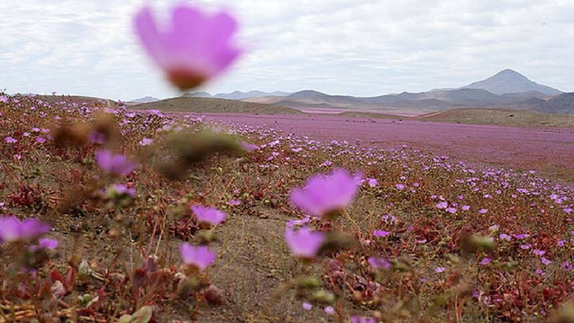 Dünyanın en kurak çölü çiçek açtı! - Fotoğraf: 6