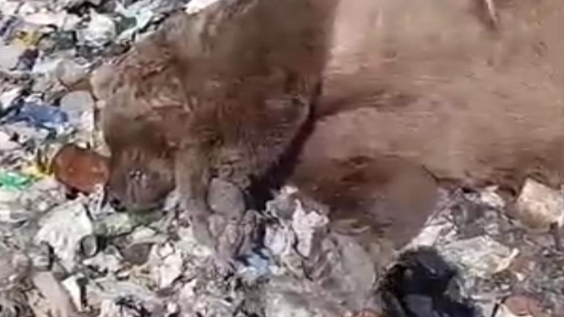 Bingöl'de vahşet: Üç ayı çöplükte kurşunlandı!