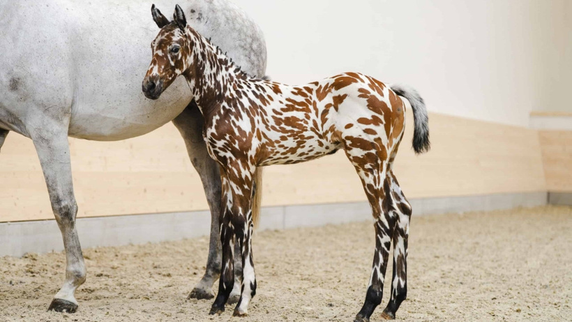 Görenler zebra sandı: 4 aylık yavru tam 75 bin euroya satıldı