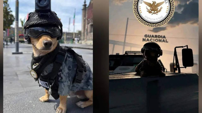 Süs köpeğiydi arama kurtarma köpeği oldu