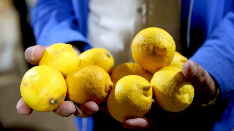 5 büyük marketten alınan limonlar analiz edildi: 20 ürünün tamamında pestisit çıktı, 4’ünde limit aşıldı