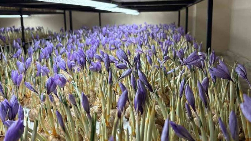 Topraksız tarımla "kırmızı altın" ürettiler: 100m² odada başladı, dünya devleri sıraya girdi - Fotoğraf: 5