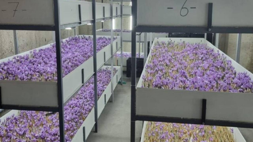 Topraksız tarımla "kırmızı altın" ürettiler: 100m² odada başladı, dünya devleri sıraya girdi - Fotoğraf: 8