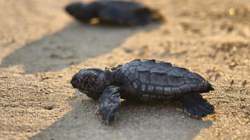 Belek sahilinde rekor: Tüm engellere rağmen 100 binden fazla caretta caretta Akdeniz'le buluştu