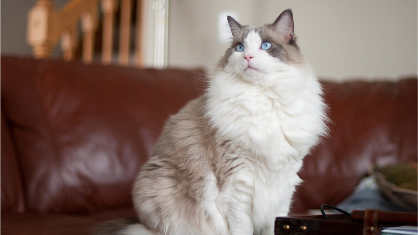 Savaş onları da vurdu: Milyonlarca kedi sokağa terkedildi