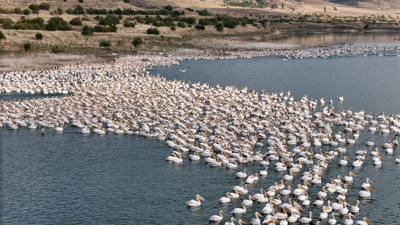 Göç yolunda mola verdiler: Pelikanlar Gödet'te enerji topluyor - Fotoğraf: 4
