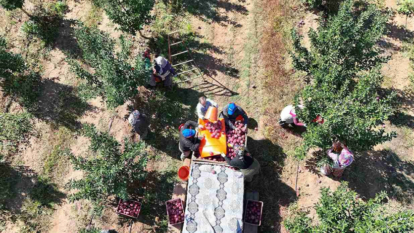 Isparta'da hasadı başladı çeşit çeşit var: 1 milyon tonluk üretim bekleniyor - Fotoğraf: 7