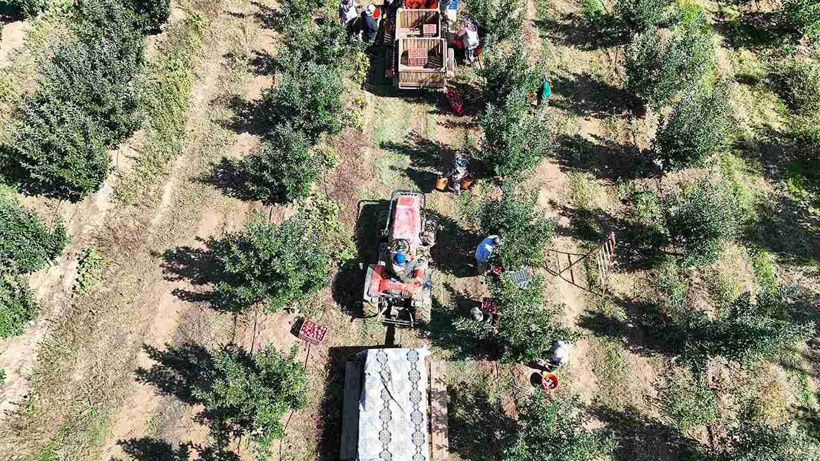 Isparta'da hasadı başladı çeşit çeşit var: 1 milyon tonluk üretim bekleniyor - Fotoğraf: 4