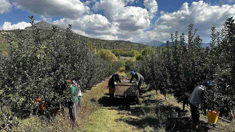 Isparta'da hasadı başladı çeşit çeşit var: 1 milyon tonluk üretim bekleniyor - Fotoğraf: 5