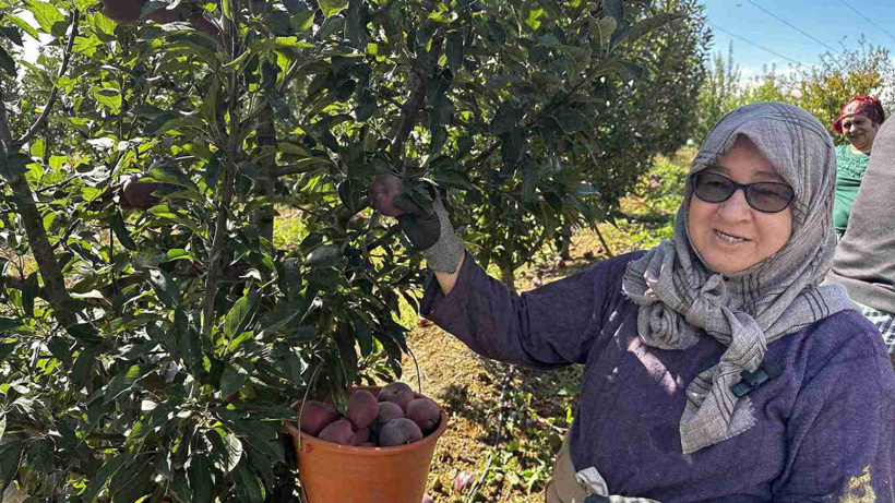 Isparta'da hasadı başladı çeşit çeşit var: 1 milyon tonluk üretim bekleniyor - Fotoğraf: 3